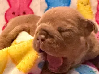 English Bulldog dogs English Bulldog Puppy 7 - Ad 31