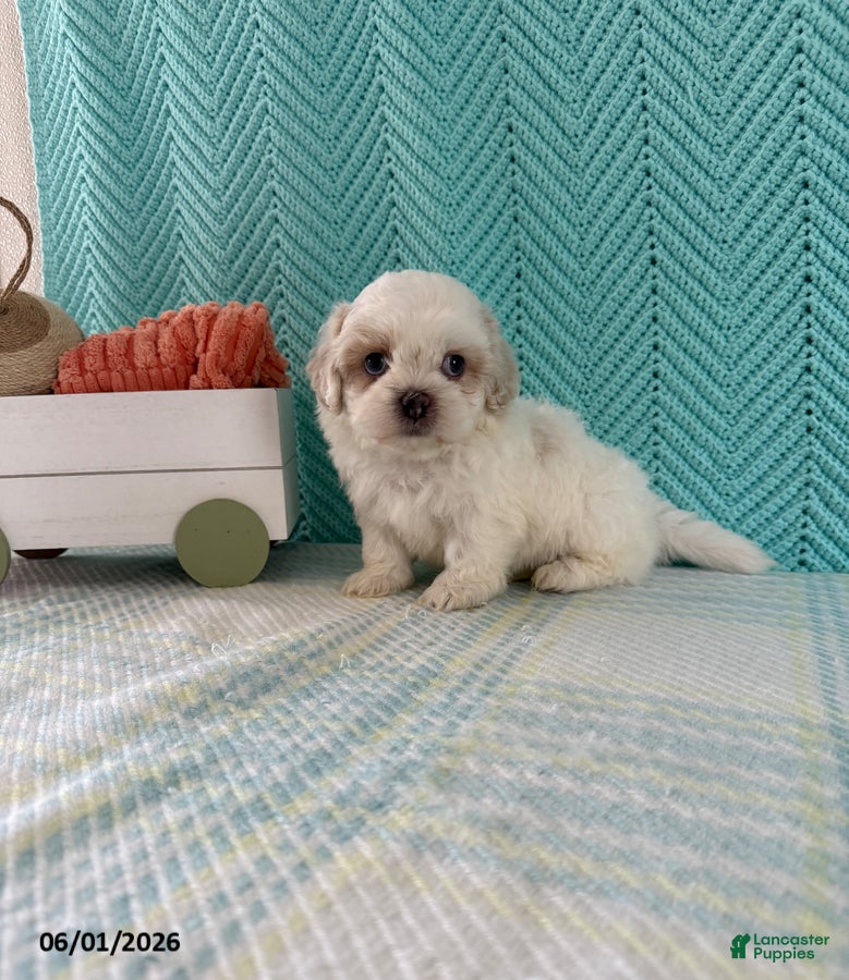 Mixed Breed dogs Marshmallow - Ad 1