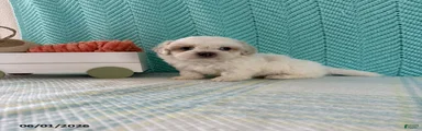 Marshmallow