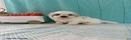 Mixed Breed dogs for sale: Marshmallow - Ad 1