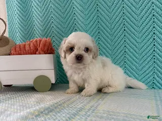 Mixed Breed dogs for sale: Marshmallow - Ad 3