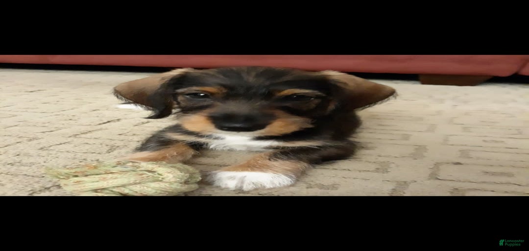 Gallery Image {{count}}