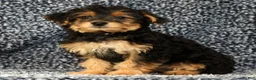 Yorkiepoo dogs for sale: Zelda - Ad 4