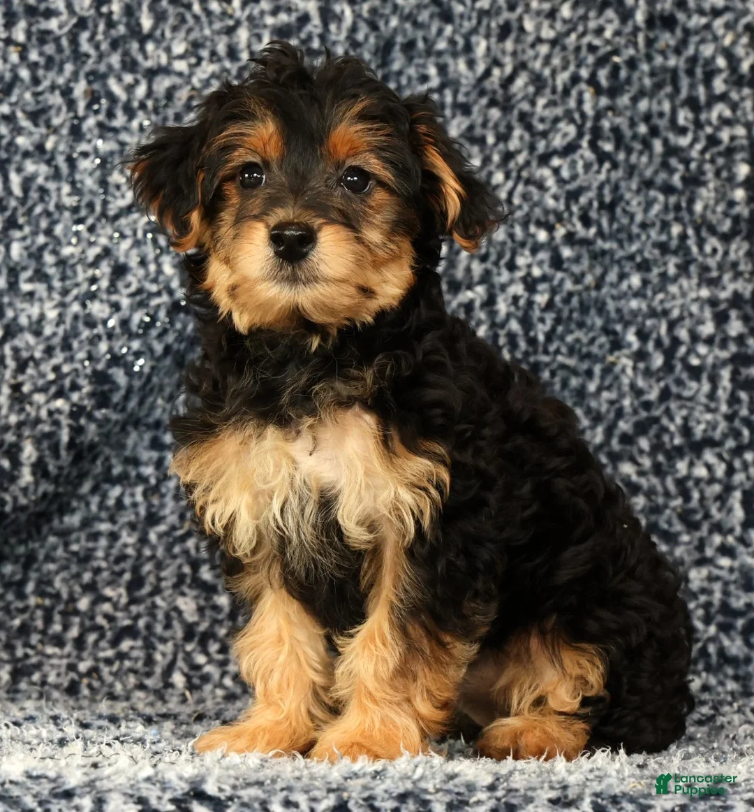 Zelda Yorkiepoo for sale in Millersburg | Lancaster Puppies