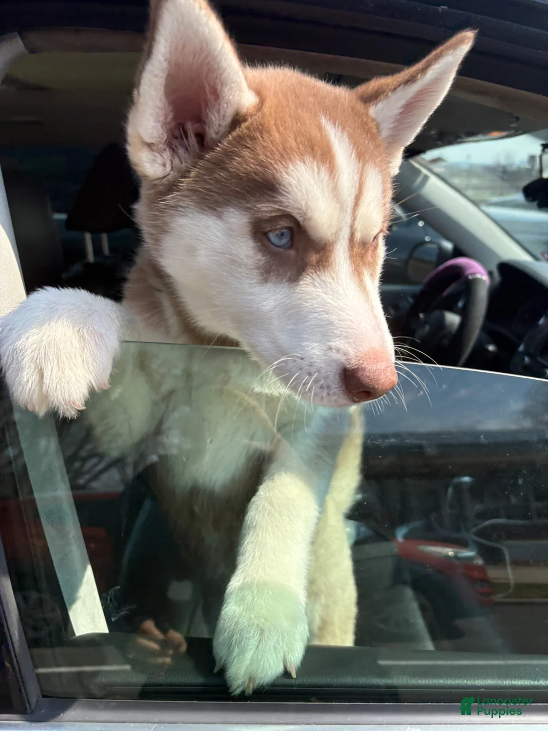 Siberian Husky dogs for sale: Siberian Husky Puppy  - Ad 5