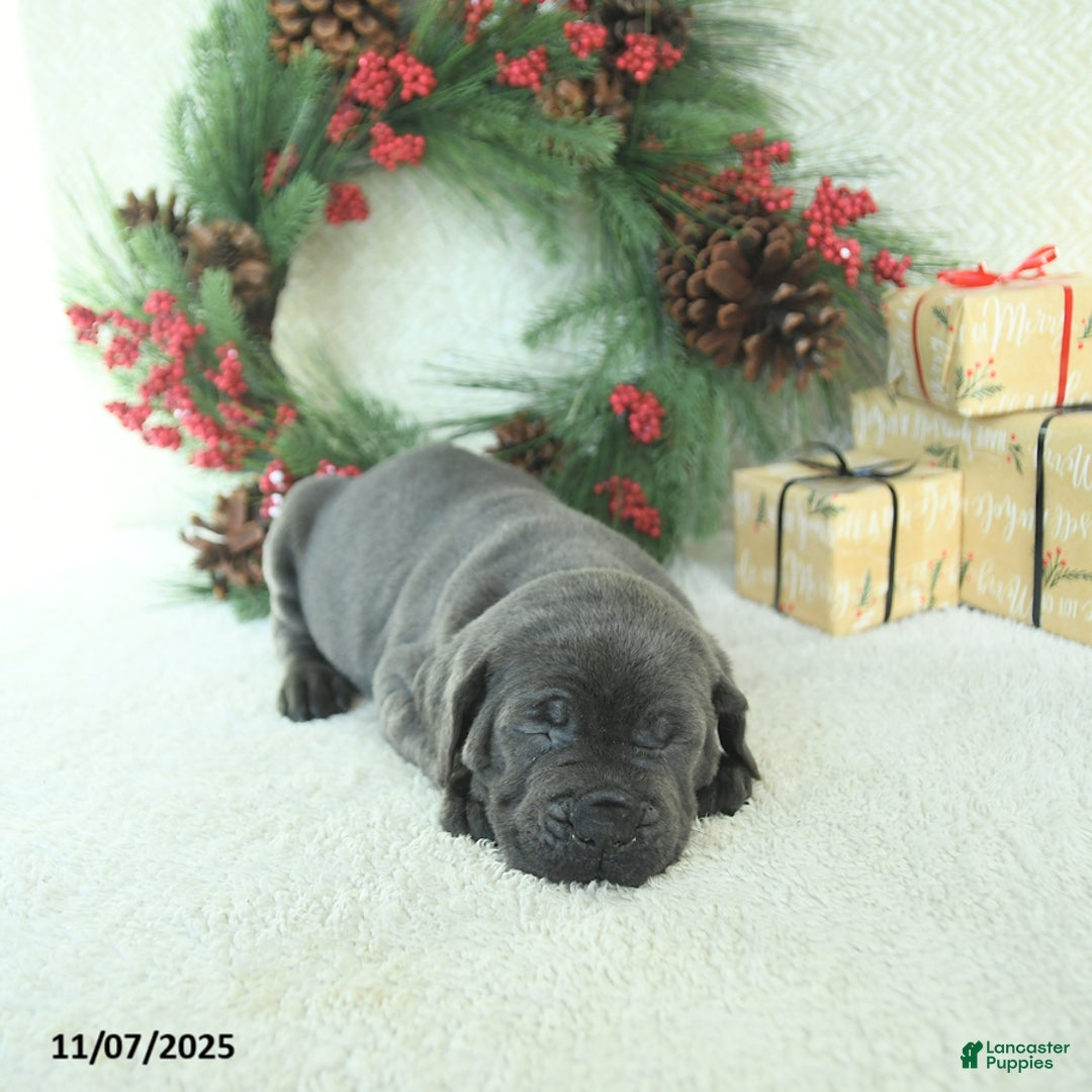 Cane Corso dogs for sale: Noel - Ad 10