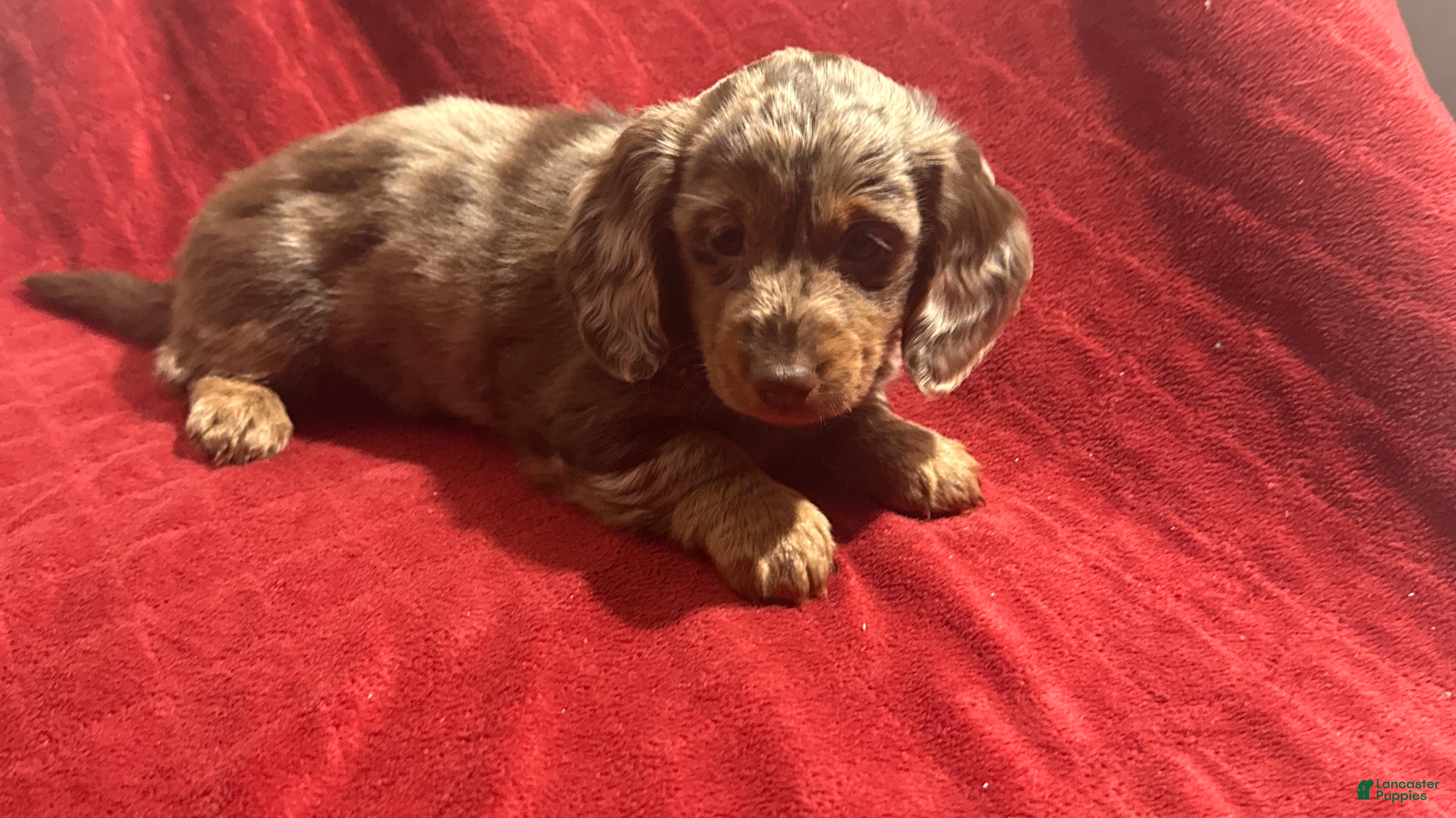 Miniature Dachshund dogs Miniature Dachshund Puppy Huey - Ad 31