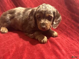 Miniature Dachshund dogs Miniature Dachshund Puppy Huey - Ad 31