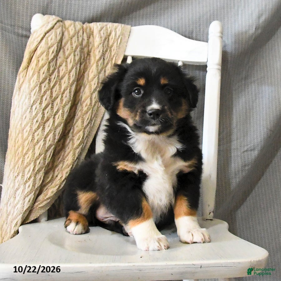 Miniature Australian Shepherd dogs for sale: Lightning - Ad 2