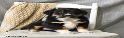 Miniature Australian Shepherd dogs for sale: Lightning - Ad 2