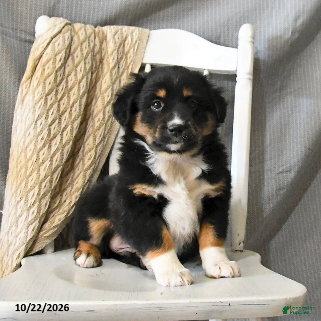 Miniature Australian Shepherd dogs for sale: Lightning - Ad 2