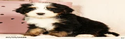 Bernedoodle dogs for sale: Rusty - Ad 5