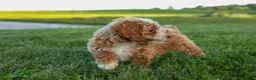 Miniature Poodle dogs for sale:  Ginger 🌸 - Ad 20