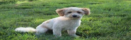 Bichpoo dogs for sale: Ryder - Ad 10