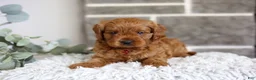 Cavapoo dogs for sale: Solly  - Ad 3