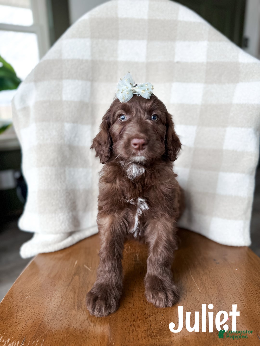 Aussiedoodle dogs for sale: Juliet - Ad 1