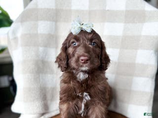 Aussiedoodle dogs Juliet - Ad 11