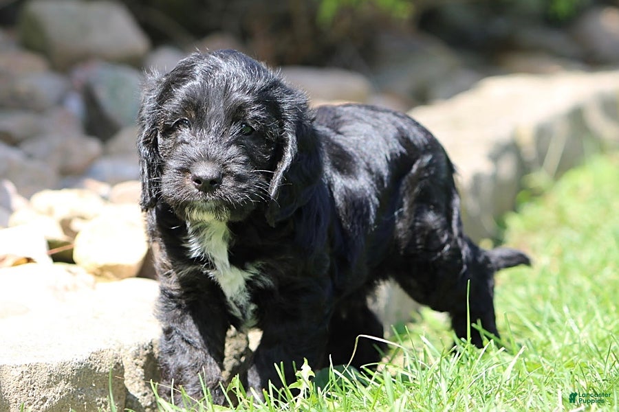 Mixed Breed dogs Bella - Ad 1