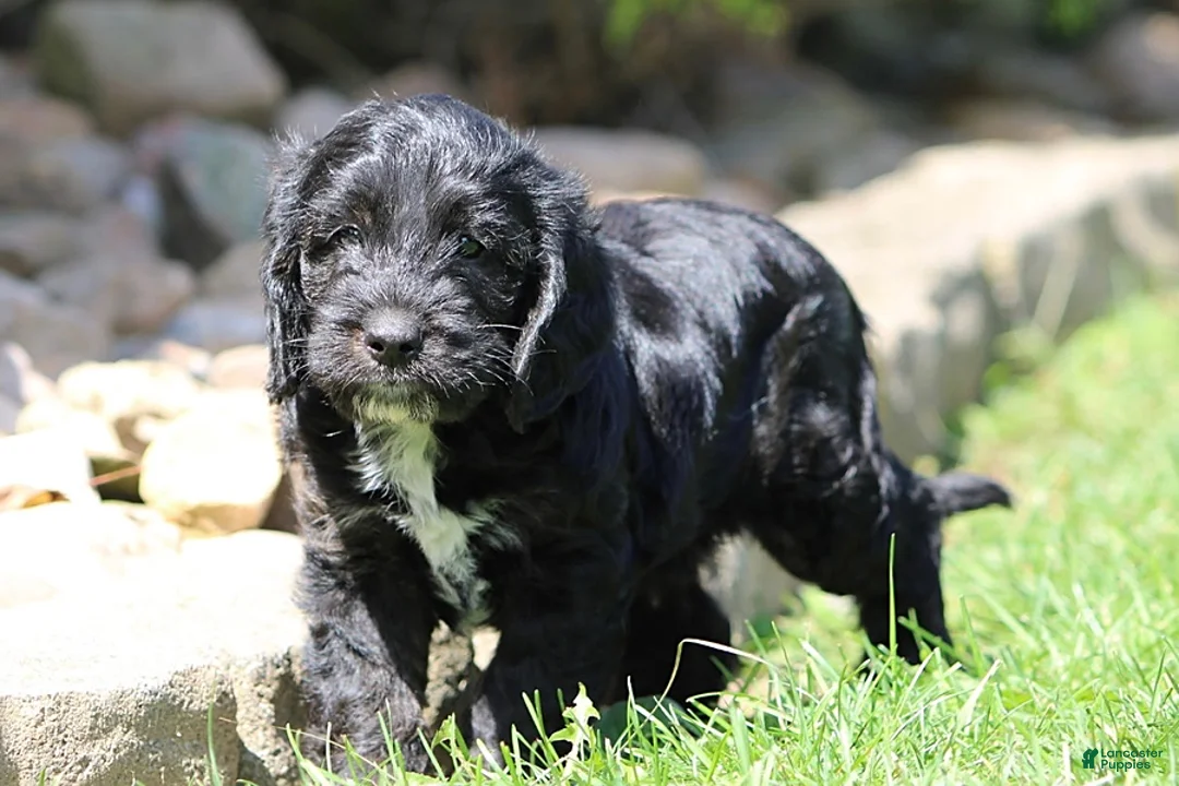 Mixed Breed dogs for sale: Bella - Ad 1