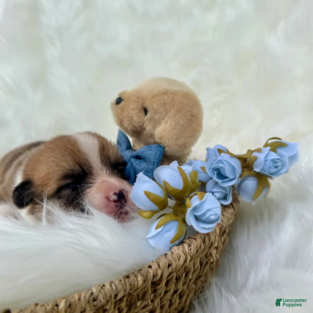 Welsh Corgi Pembroke dogs for sale: Gino - Ad 4