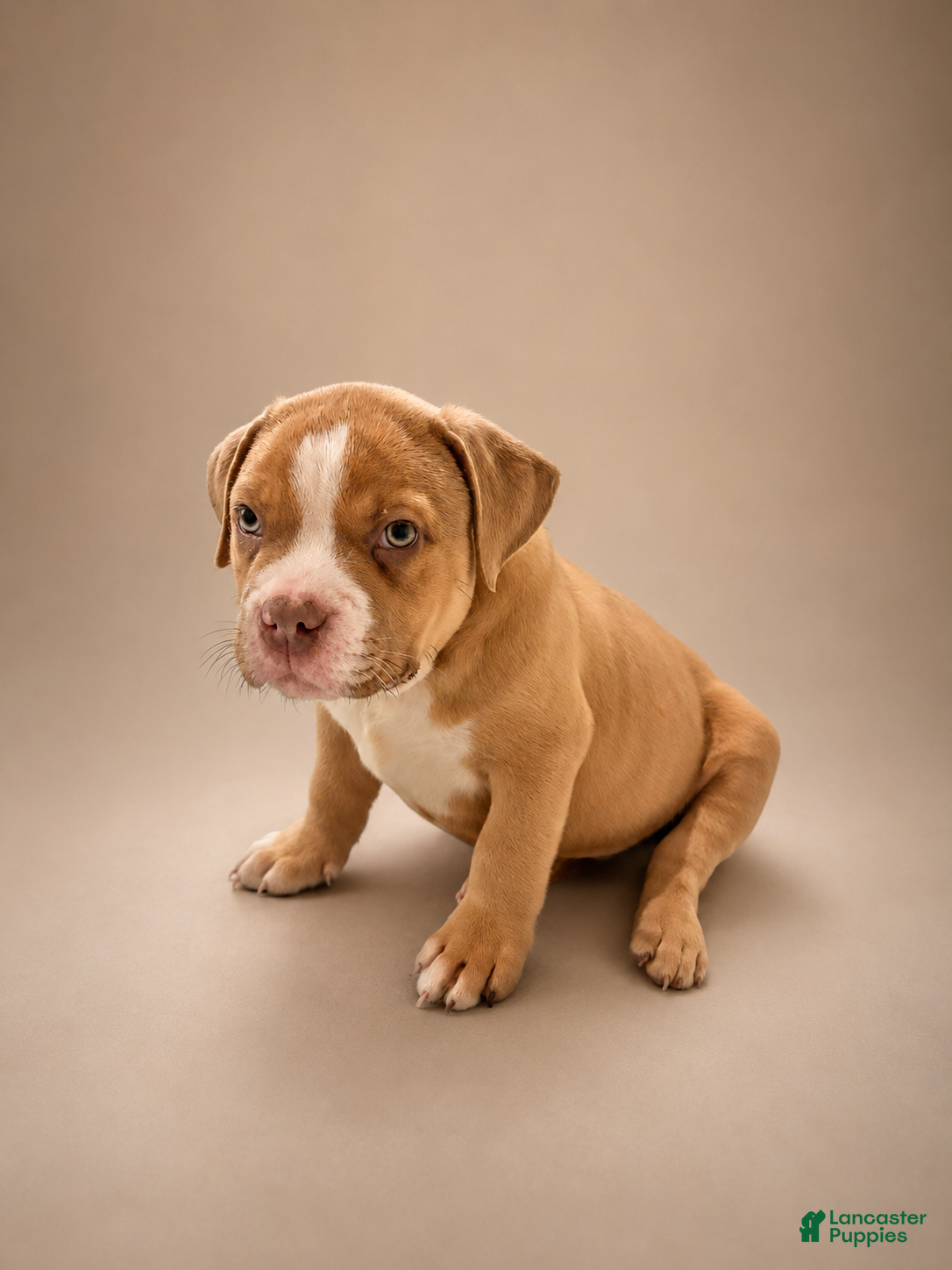 American Bully dogs Deuce - Ad 1