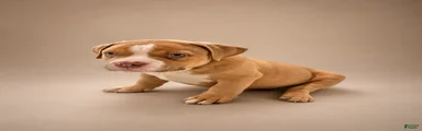 Deuce