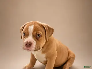 American Bully dogs for sale: Deuce - Ad 2