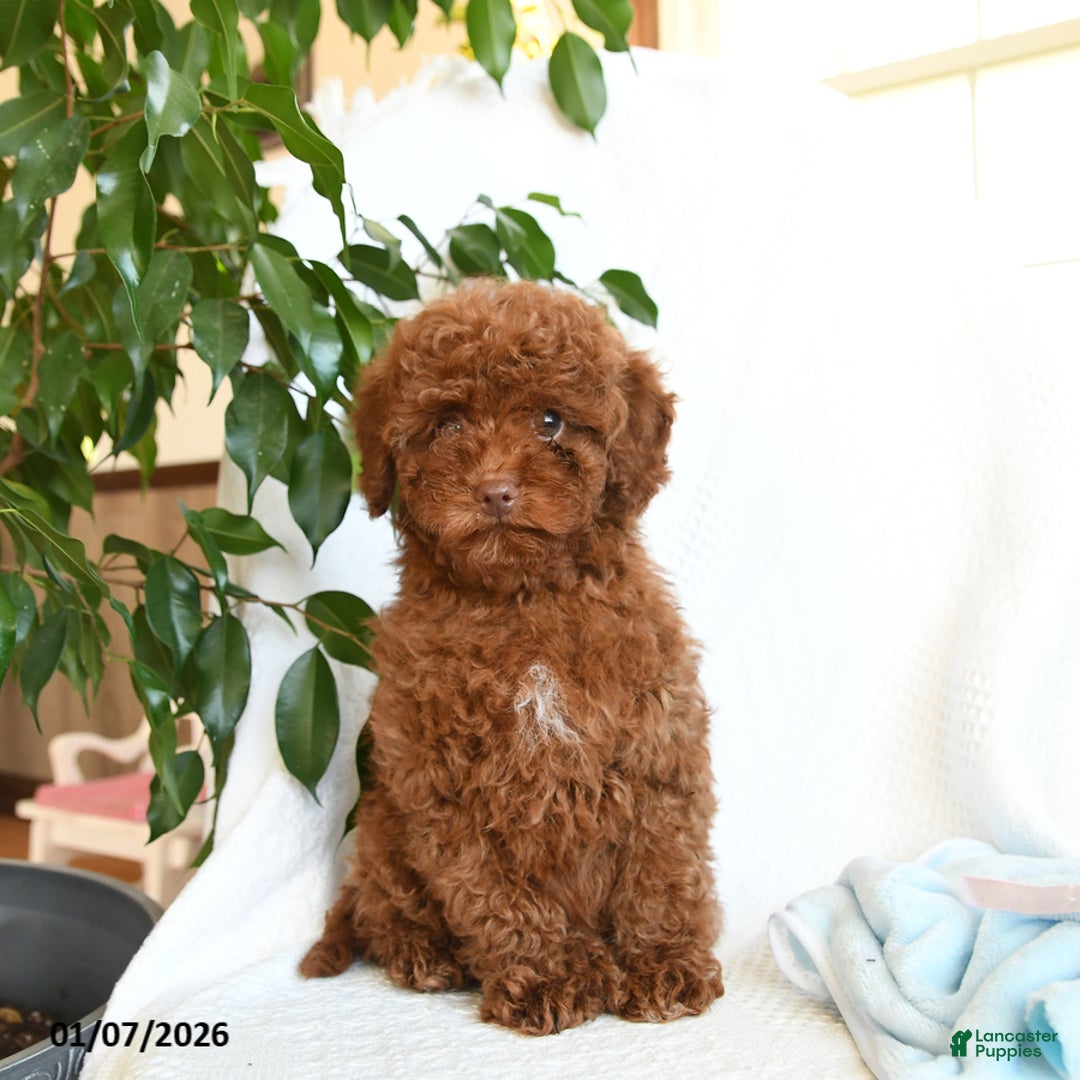 Toy Poodle dogs for sale: Ezra - Ad 1