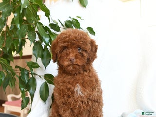 Toy Poodle dogs Ezra - Ad 37