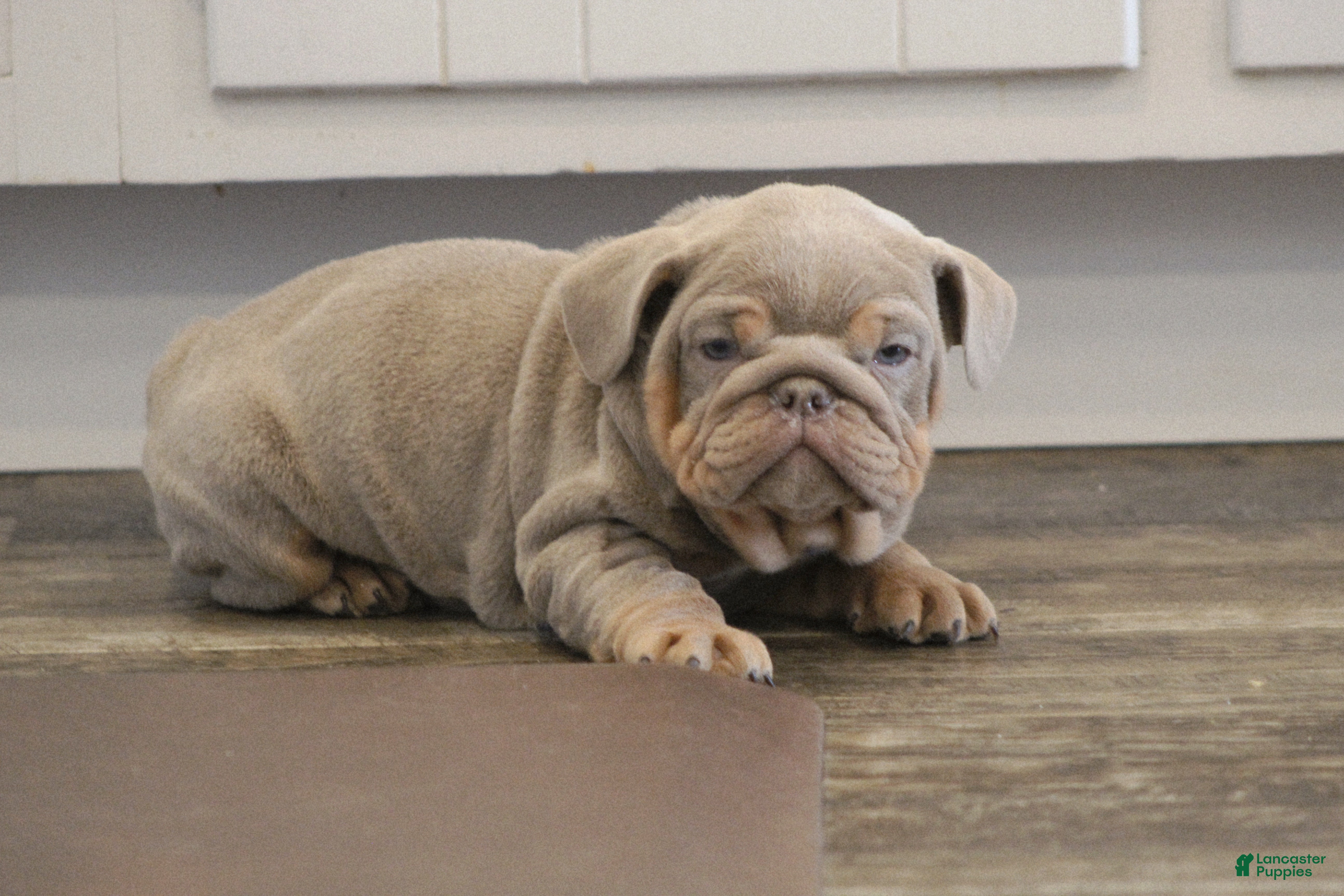 English Bulldog dogs English Bulldog Puppy 1 - Ad 39