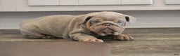 English Bulldog dogs for sale: English Bulldog Puppy 1 - Ad 1