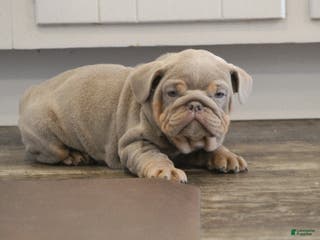 English Bulldog dogs English Bulldog Puppy 1 - Ad 39