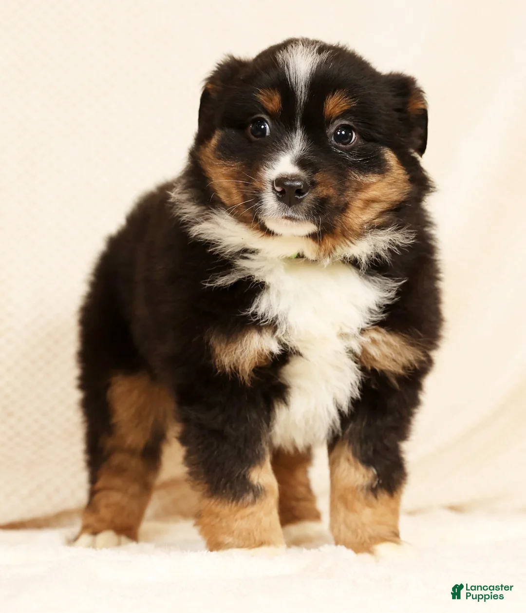 Miniature Australian Shepherd dogs for sale: Elmo - Ad 7