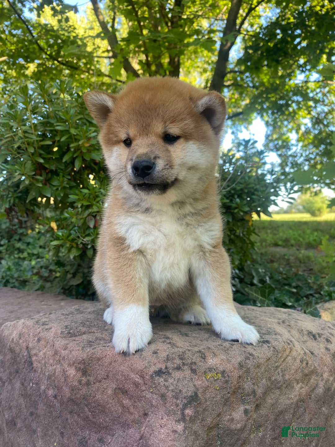Osaka Japanese Hunting Dog Shiba Inu Shiba Inu Puppies For Sale