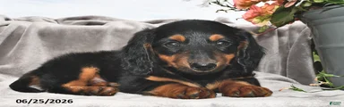 Frankie