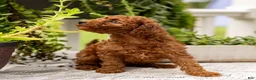 Toy Poodle dogs for sale: AKC Bruno - Ad 9