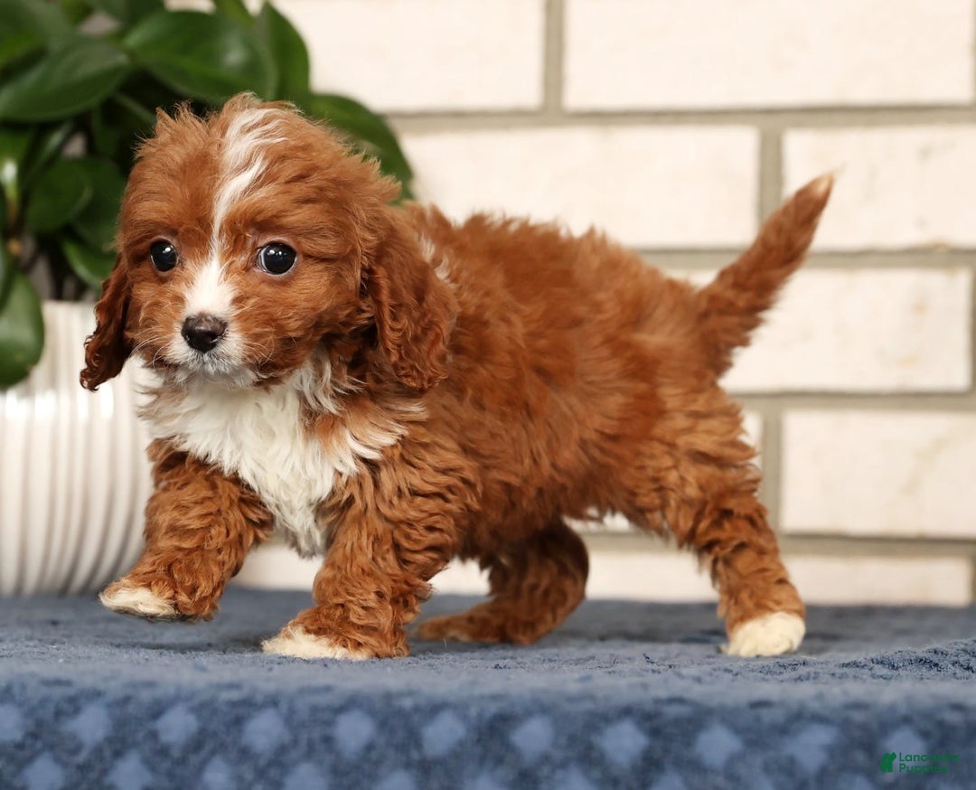 Cavapoo dogs for sale: Dash - Ad 7