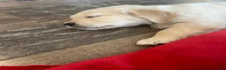 Golden Retriever dogs for sale: Golden Retriever Puppy 1 - Ad 5