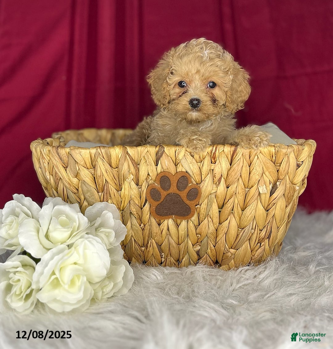 Cavapoochon dogs for sale: Jody - Ad 3