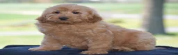 Mini Goldendoodle dogs for sale: Waden - Ad 6