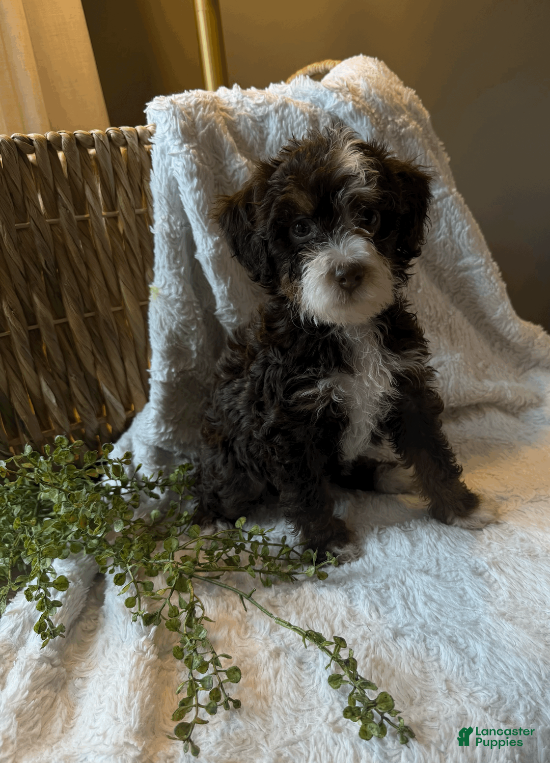 Mini Bernedoodle dogs for sale: Willow - Ad 1