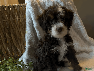 Mini Bernedoodle dogs for sale: Willow - Ad 3
