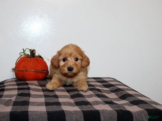 Mini Goldendoodle dogs - Ad 10