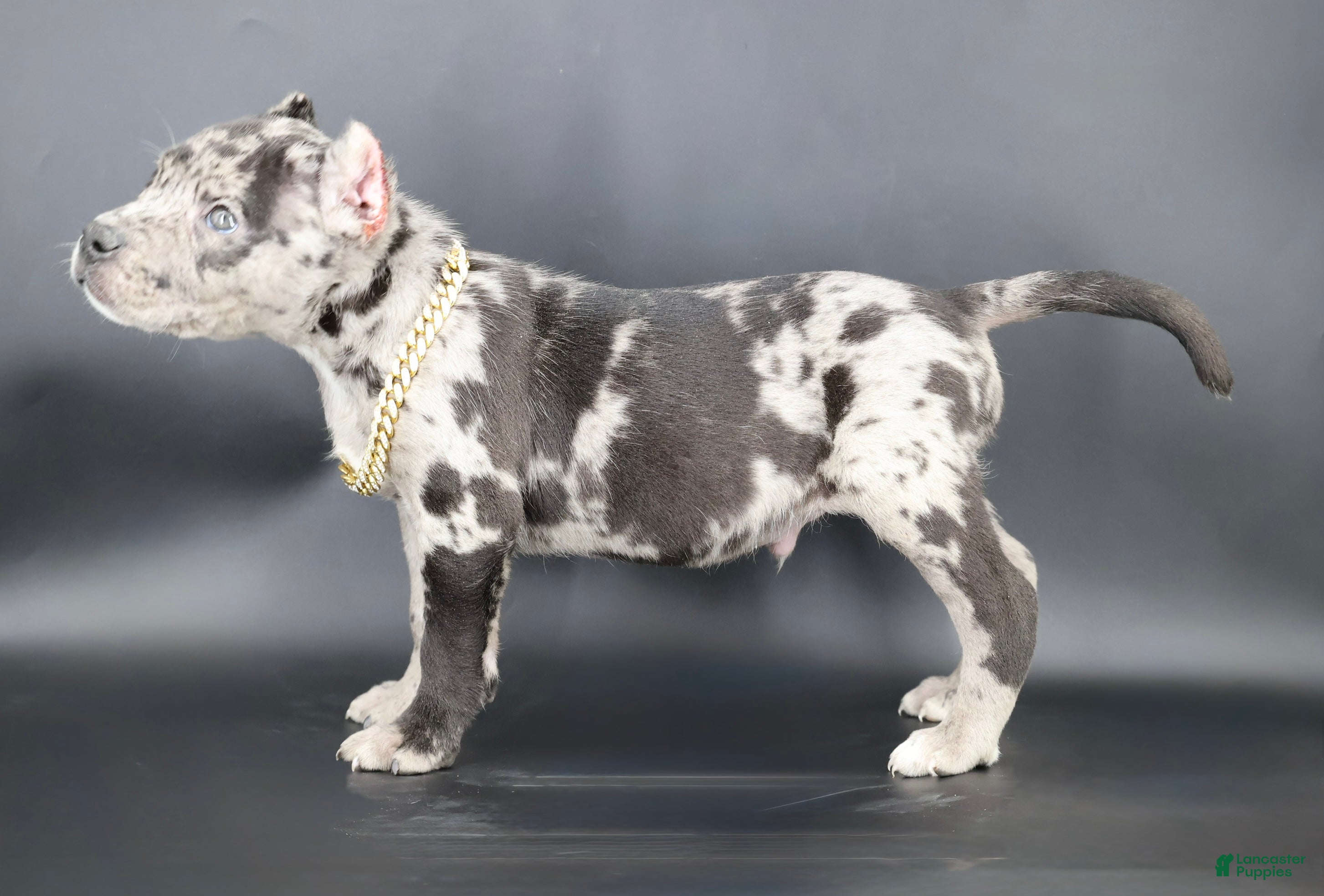 American Bully dogs Vow - Ad 2