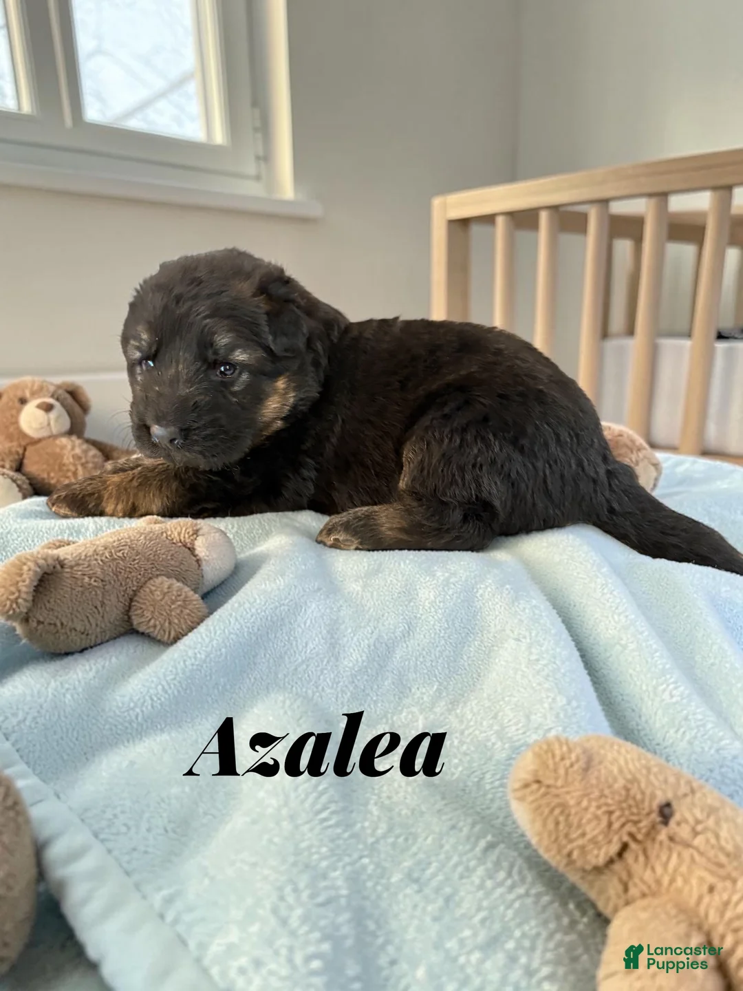 German Shepherd dogs for sale: Azalea - Ad 1