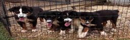 Miniature Australian Shepherd dogs for sale: #7 Bear - Ad 11