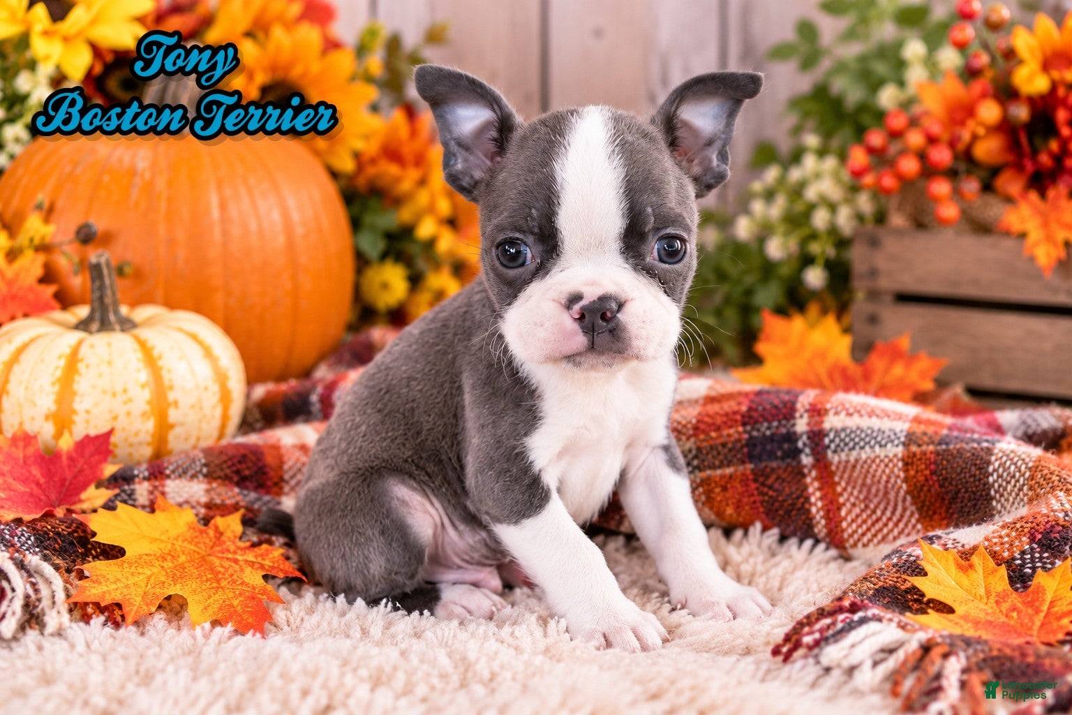 Boston Terrier dogs for sale: Tony Male Boston Terrier - Ad 1