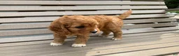 Cavapoo dogs for sale: Cindy - Ad 6