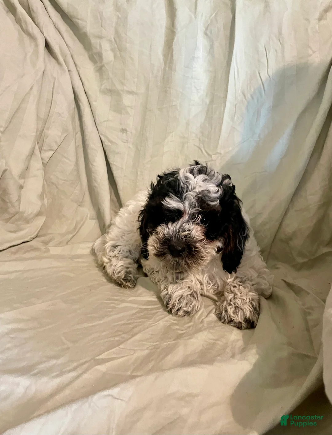 Cockapoo dogs for sale: Pooch - Ad 2