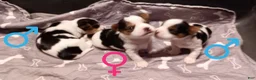 Mixed Breed dogs for sale: #2 Parti-Biewer Yorkshire Terrier Male - Ad 7